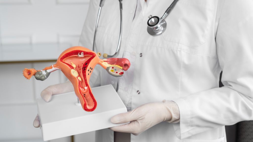 uterus